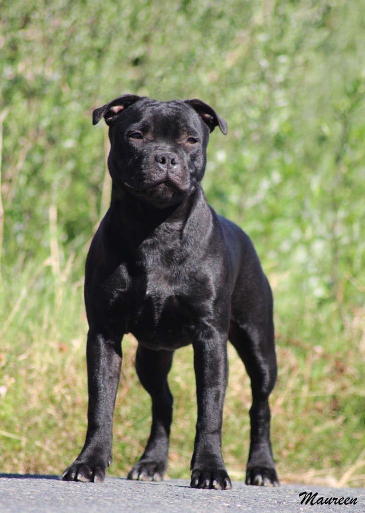 Chiens nés a la maison
