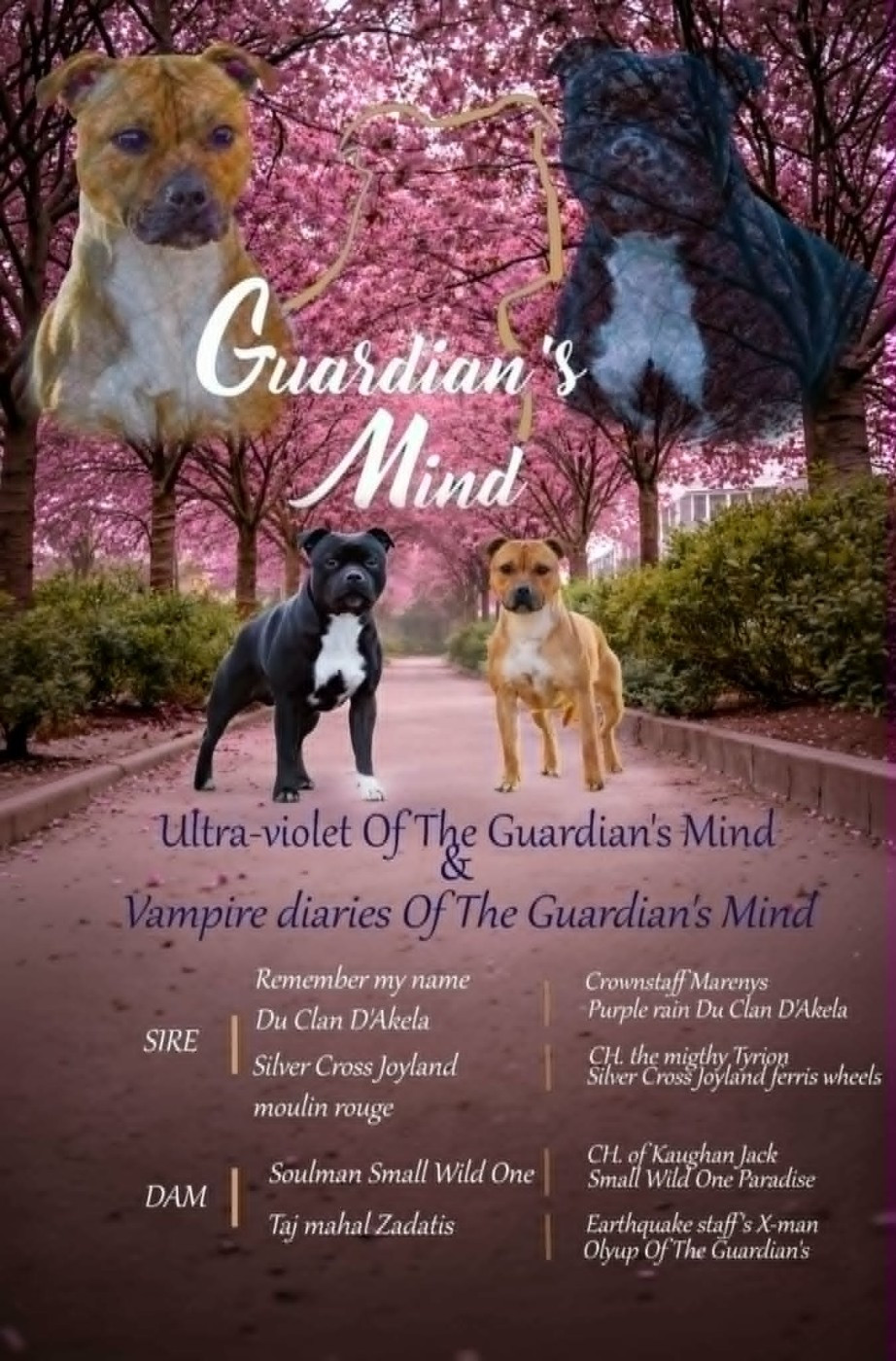 Of The Guardian's Mind - Staffordshire Bull Terrier - Portée née le 30/04/2026
