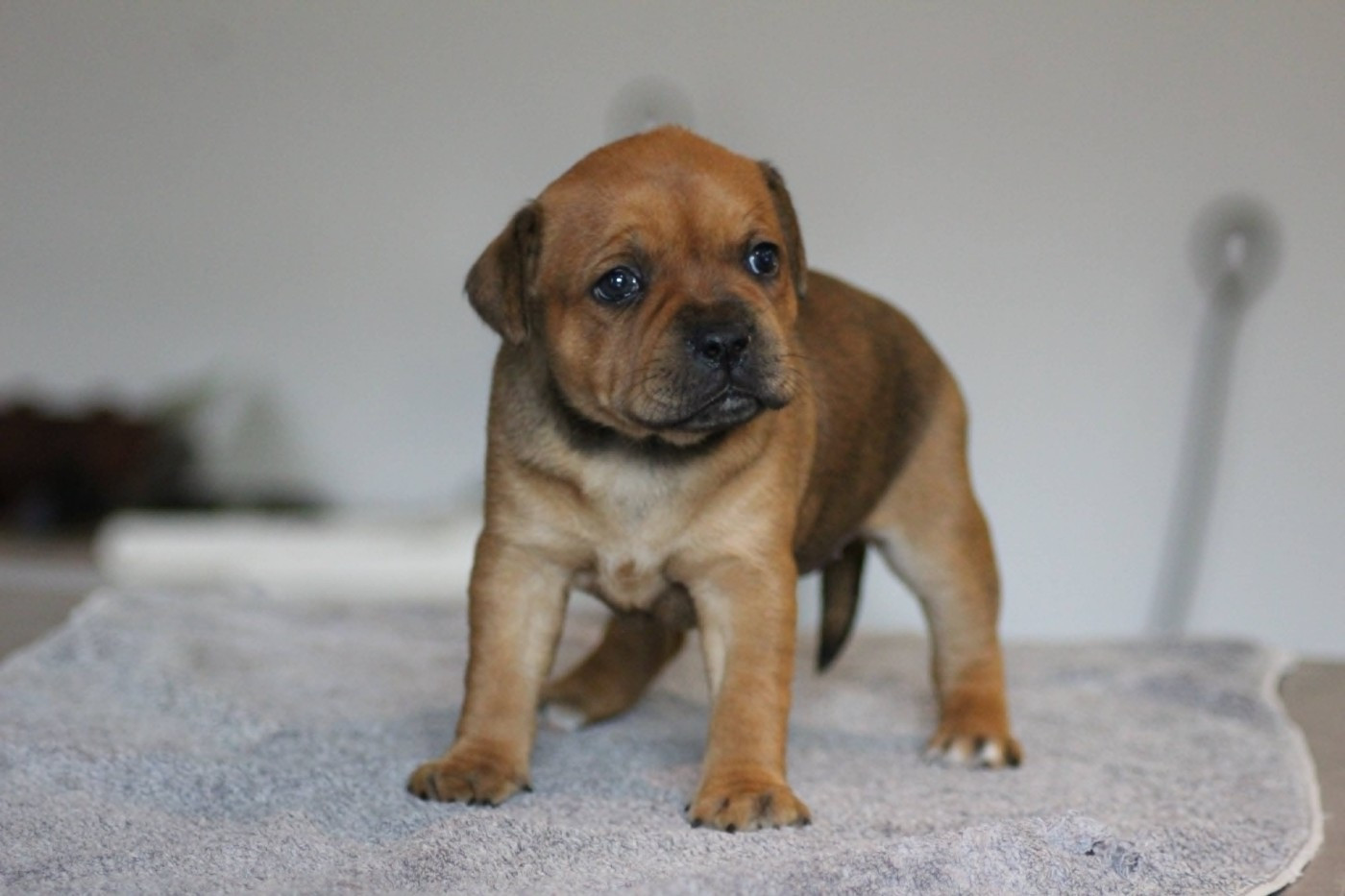 Of The Guardian's Mind - Chiots disponibles - Staffordshire Bull Terrier