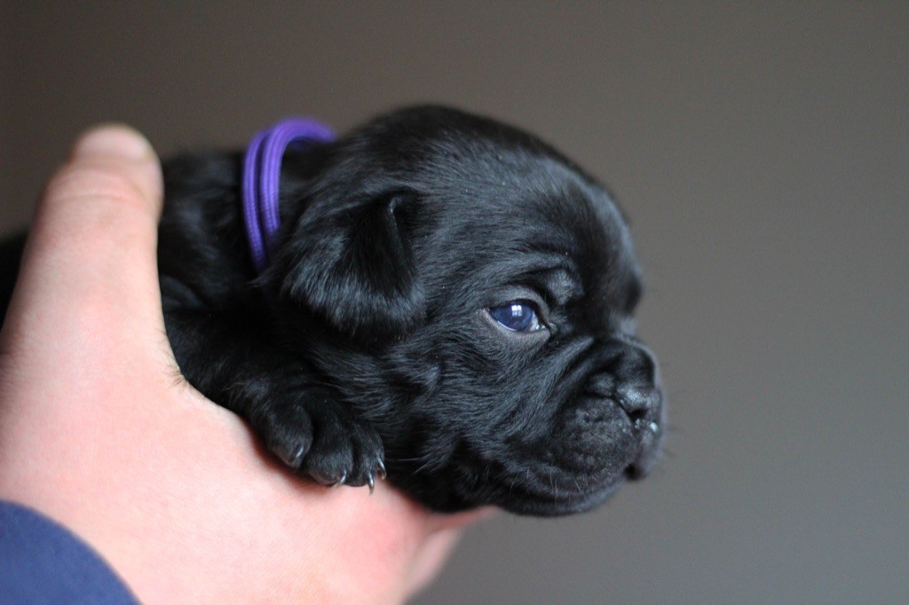 Of The Guardian's Mind - Staffordshire Bull Terrier - Portée née le 05/11/2021