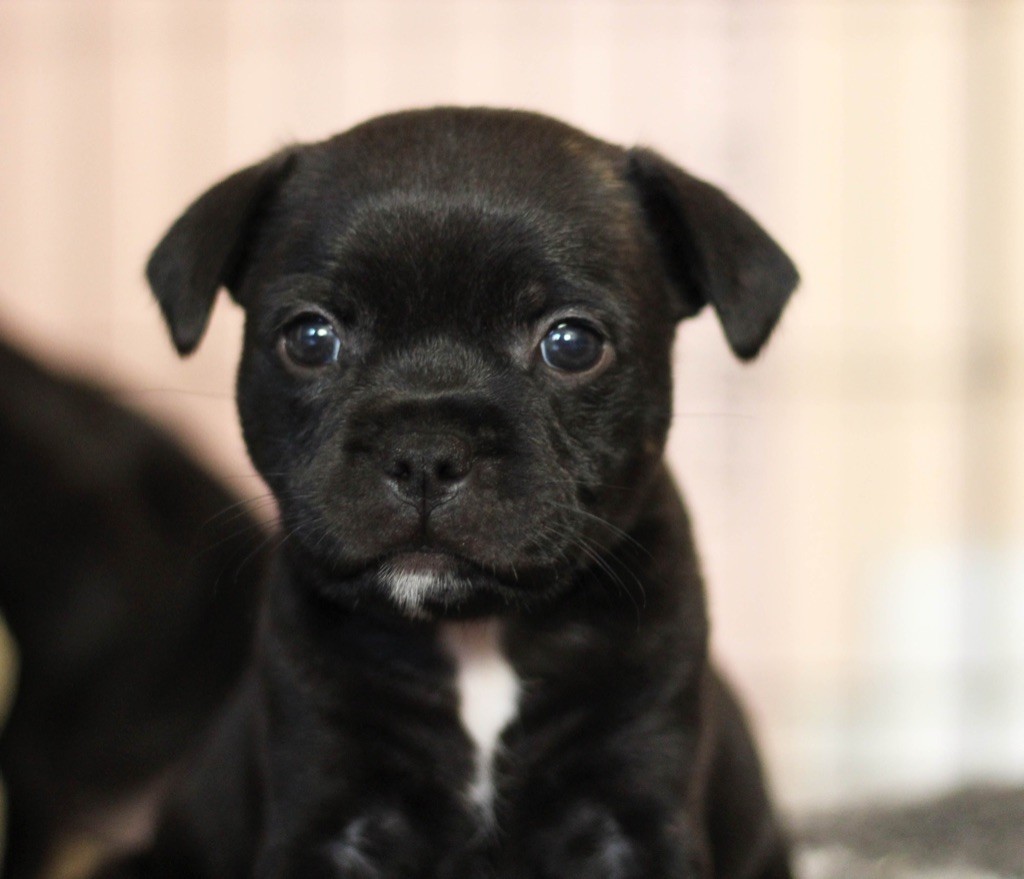 Of The Guardian's Mind - Staffordshire Bull Terrier - Portée née le 14/06/2021