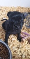 CHIOT