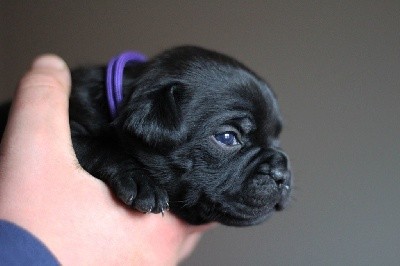 CHIOT